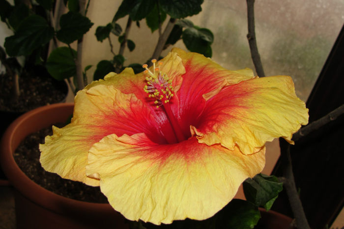  - Hibiscus-4