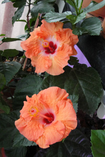  - Hibiscus-4