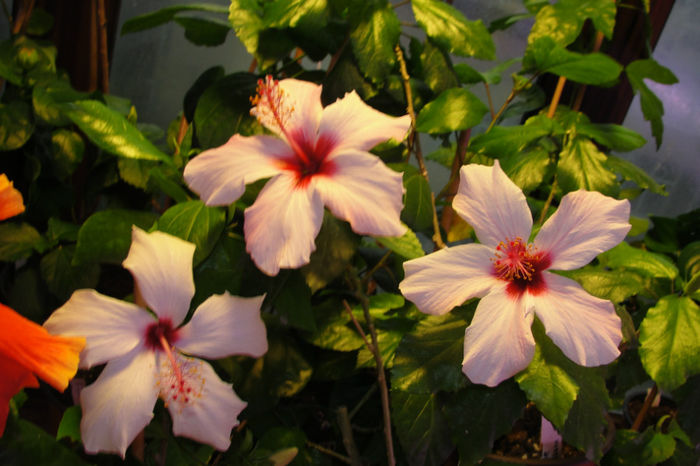  - Hibiscus-4