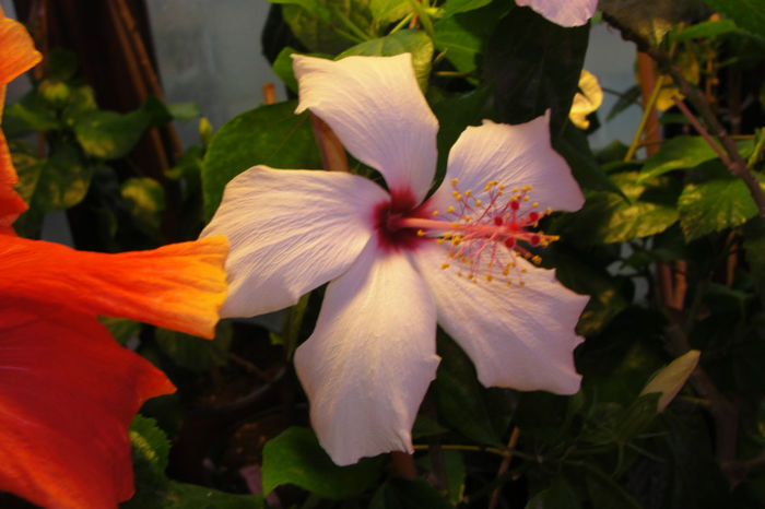  - Hibiscus-4