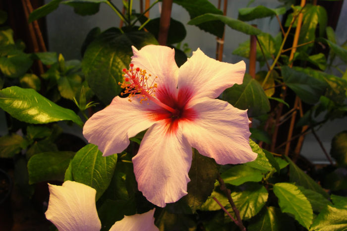 Natal - Hibiscus-4