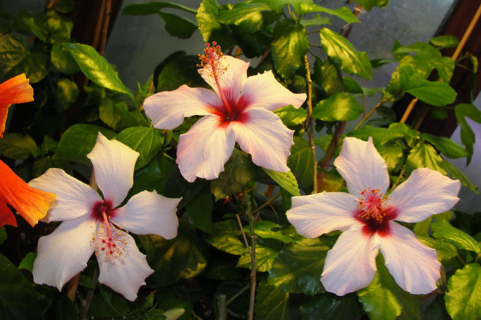  - Hibiscus-4