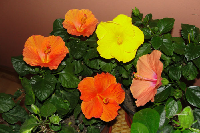  - Hibiscus-4
