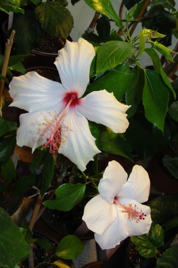  - Hibiscus-4