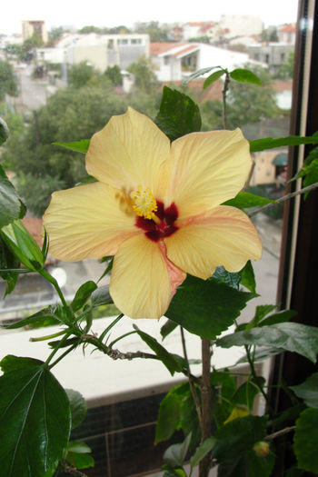 - Hibiscus-4