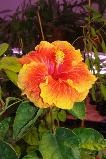  - Hibiscus-4