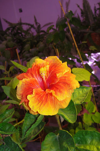  - Hibiscus-4