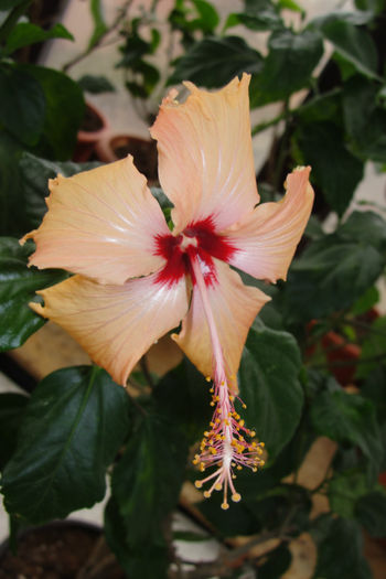  - Hibiscus-4