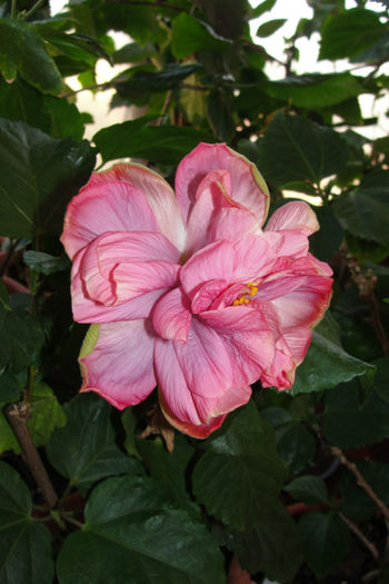  - Hibiscus-4