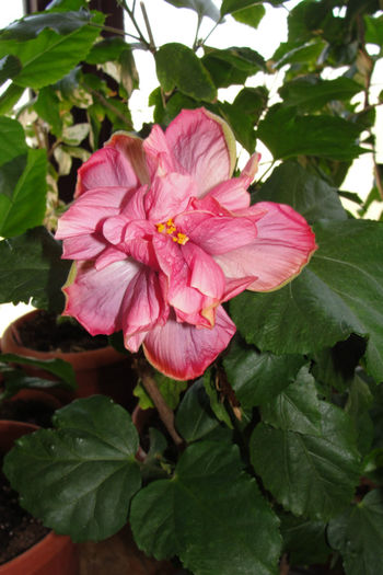  - Hibiscus-4