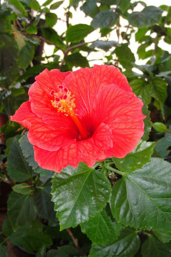  - Hibiscus-4