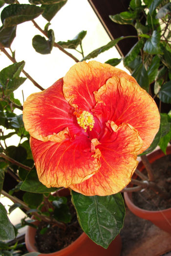  - Hibiscus-4