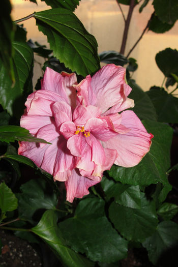  - Hibiscus-4