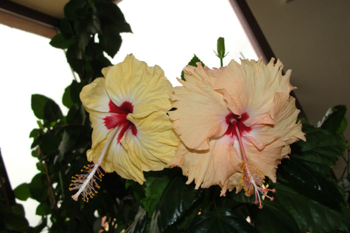 Sylvia Goodman    Sprinkle Rain - Hibiscus-4