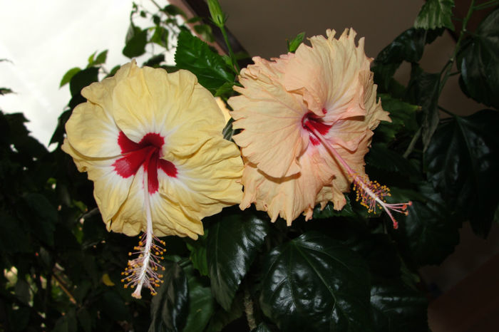  - Hibiscus-4