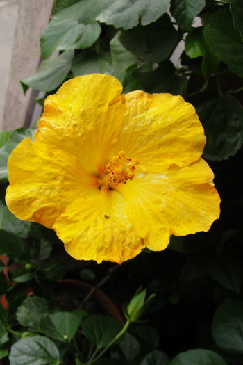  - Hibiscus-4