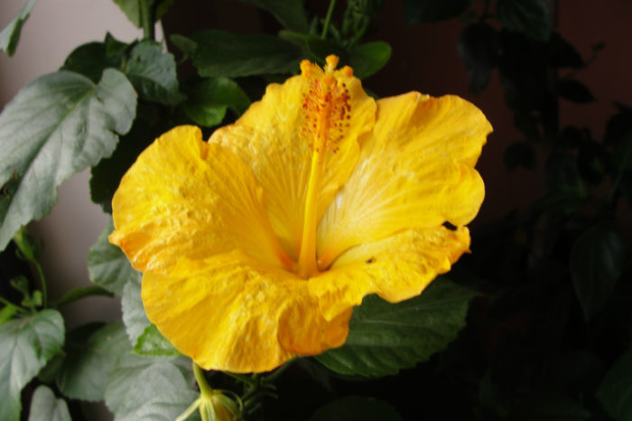 - Hibiscus-4