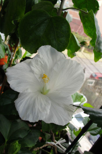  - Hibiscus-4