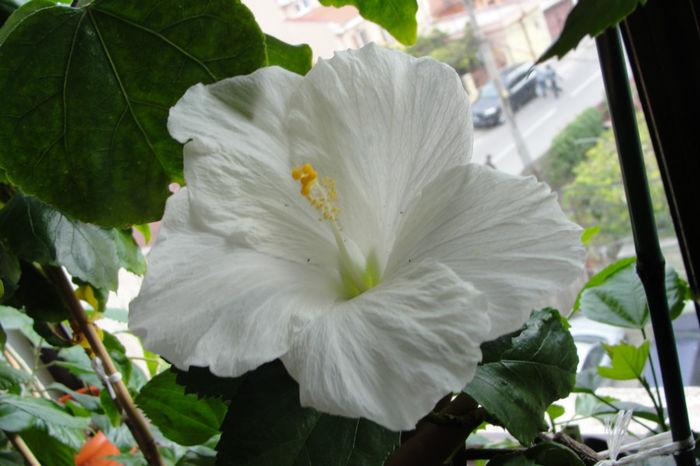  - Hibiscus-4