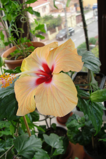  - Hibiscus-4