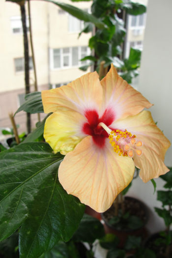  - Hibiscus-4