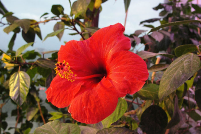  - Hibiscus-4