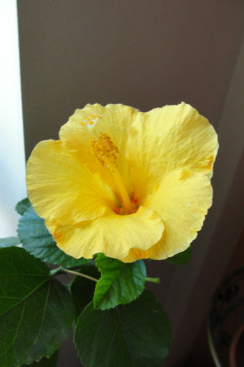  - Hibiscus-4