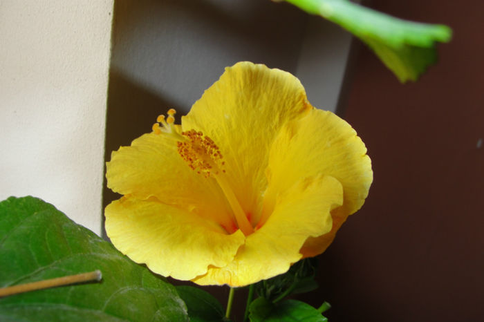  - Hibiscus-4