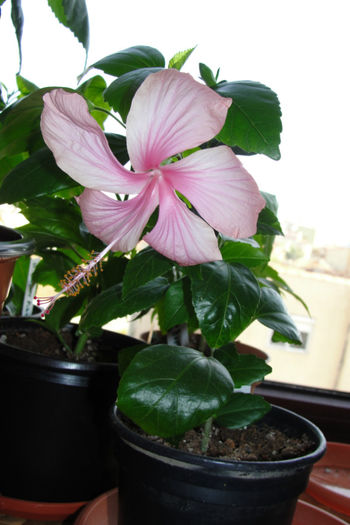 Dainty Pink - Hibiscus-4