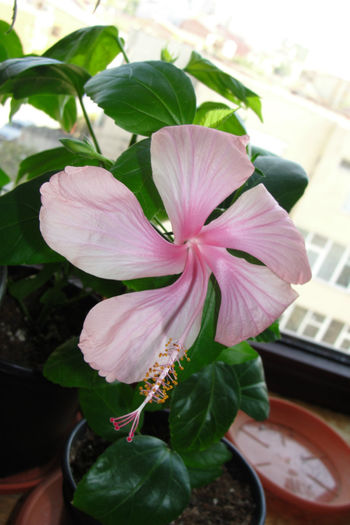  - Hibiscus-4