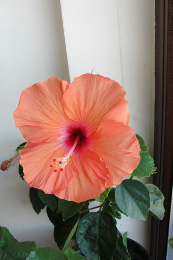  - Hibiscus-4