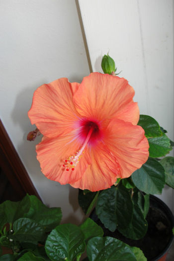  - Hibiscus-4