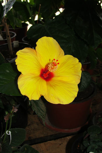  - Hibiscus-4