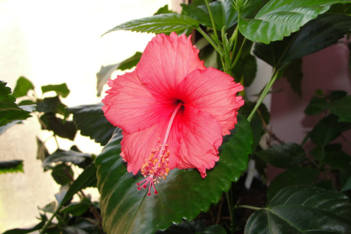 Hawaian Sport - Hibiscus-4