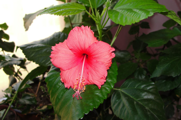  - Hibiscus-4