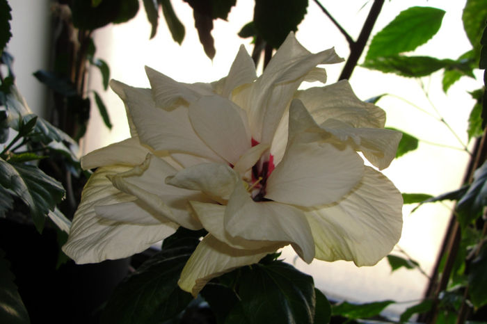  - Hibiscus-4