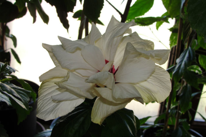  - Hibiscus-4