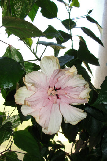  - Hibiscus-4