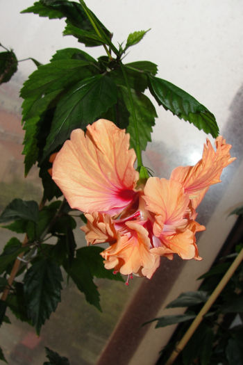  - Hibiscus-4