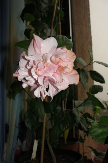  - Hibiscus-4