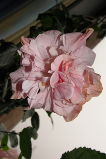  - Hibiscus-4