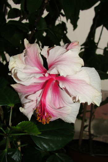 White Pride of Hakins - Hibiscus-4