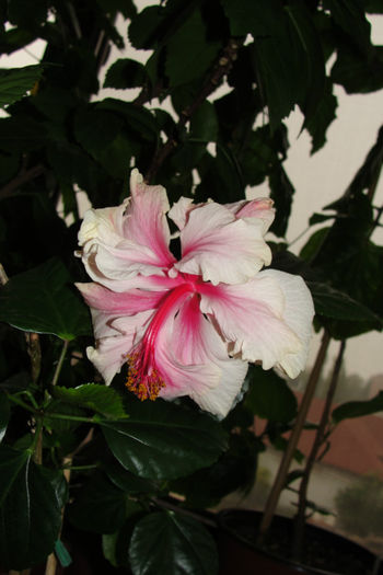  - Hibiscus-4