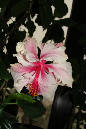  - Hibiscus-4