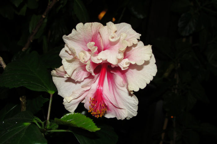  - Hibiscus-4