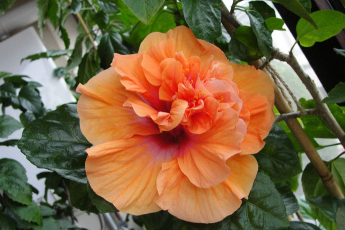  - Hibiscus-4