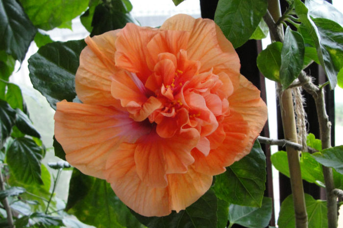  - Hibiscus-4