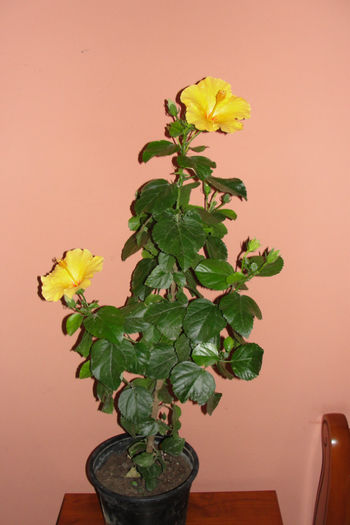  - Hibiscus-4