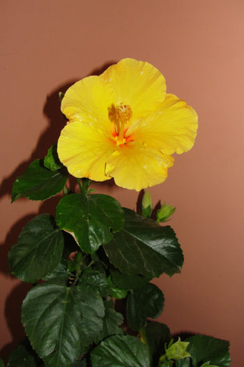  - Hibiscus-4