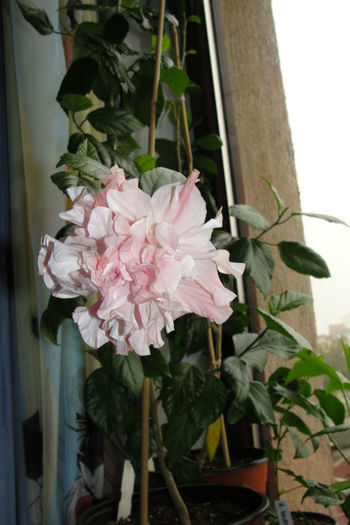  - Hibiscus-4